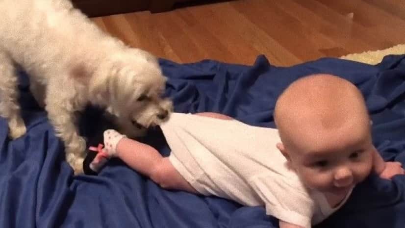シーツの上 いきたい にこにこする赤ちゃんと背中を引っ張る犬 カラパイア