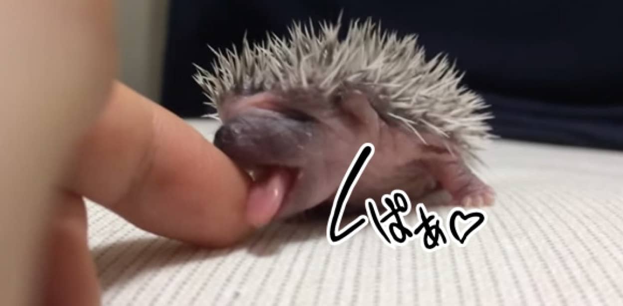 くちゃっとかわいい ハリネズミの赤ちゃんのてへぺろ指舐め カラパイア くちゃっとかわいい ハリネズミの赤ちゃんのてへぺろ指舐め カラパイア