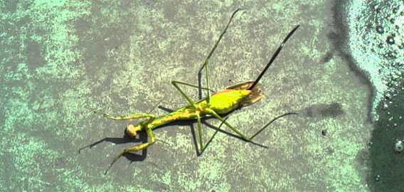 悲しきカマキリの末路 奴さえいなければ ハリガネムシ注意 カラパイア 悲しきカマキリの末路 奴さえいなければ ハリガネムシ注意 カラパイア