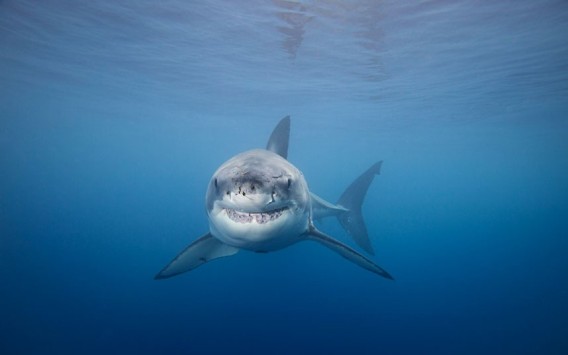 海の中の多様性が丸わかり 水中生物写真家がとらえたイキイキ水中生物たち カラパイア 海の中の多様性が丸わかり 水中生物写真家がとらえたイキイキ水中生物たち カラパイア