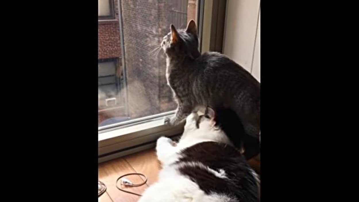 ちょ、おま、窒息するやろ!」顔の上にお腹が降ってきた猫のジタバタ