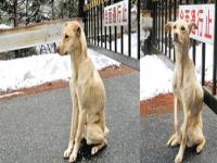 障害のある男の子のそばに寄り添い片時も離れない犬 カラパイア 障害のある男の子のそばに寄り添い片時も離れない犬 カラパイア