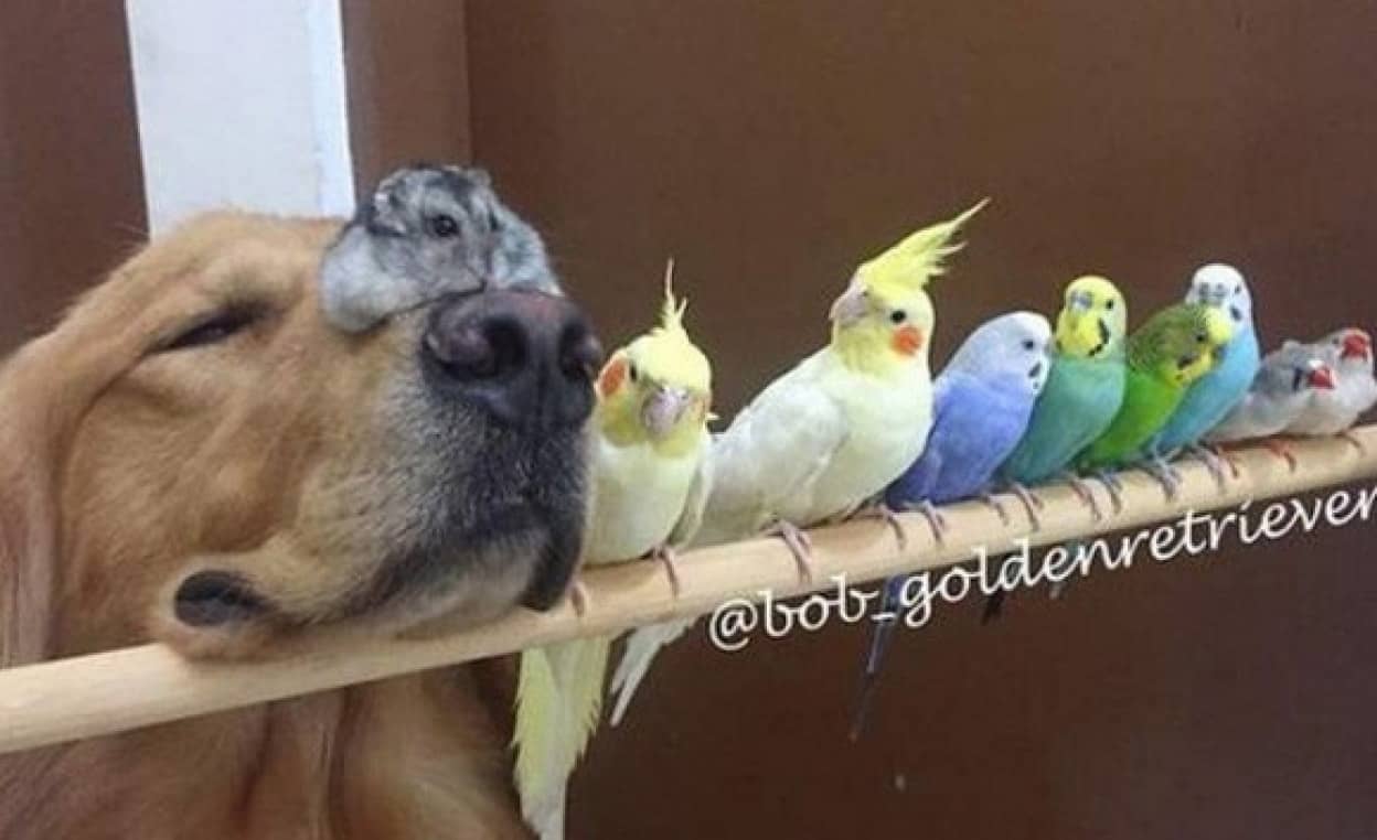 8羽の小鳥と1匹のハムスター 1匹の犬が仲良く暮らすスペシャルやさしい世界 カラパイア 8羽の小鳥と1匹のハムスター 1匹の犬が仲良く暮らすスペシャルやさしい世界 カラパイア