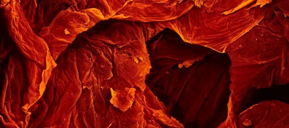 food_under_the_microscope_640_06