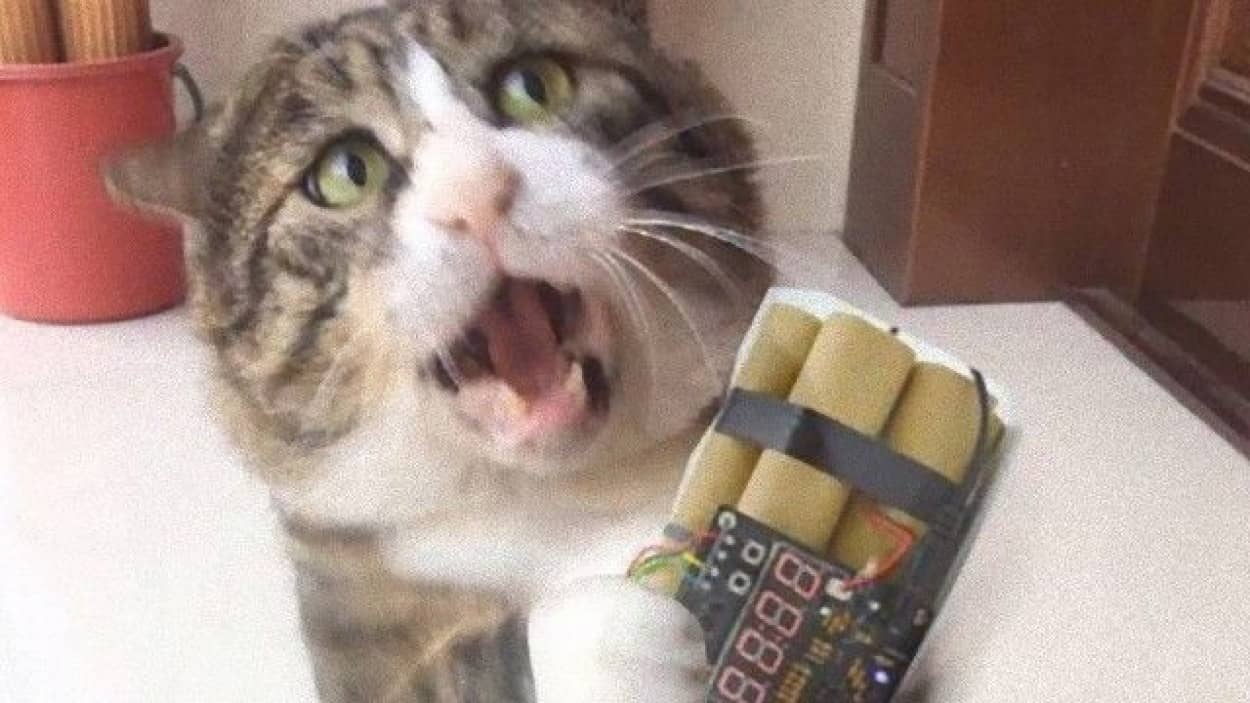 この顔芸には誰も敵わニャイ 名俳優顔負けの表情を見せる猫 カラパイア