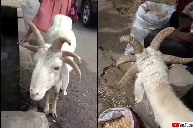 神の使いか 5本角の羊がイスラム教の祭日の前夜 市場に現れる カラパイア