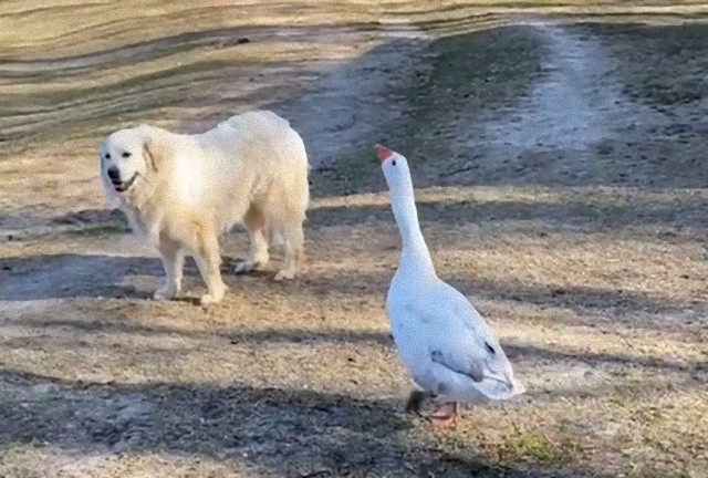 こっちくんな！ヤギのガード役の犬を逆にヤギから守ろうとするガチョウ