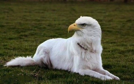 こんな動物飼いならしたい キメラなハイブリッド動物たちを生み出してみた カラパイア