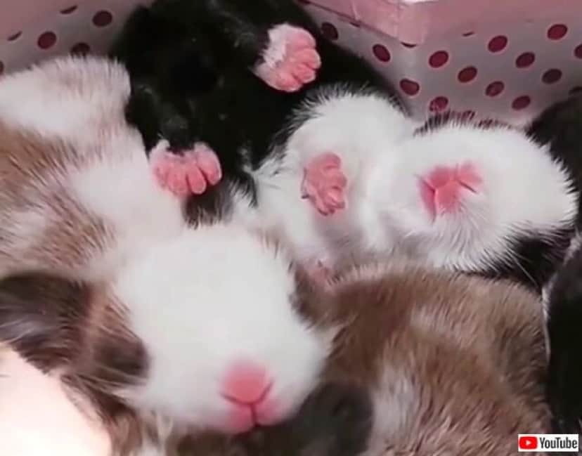 猫 ふわふわモコモコでめっちゃ可愛い とウサギの赤ちゃんズに目を細める カラパイア