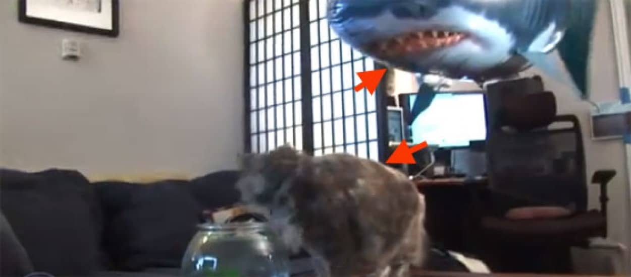 怖がりな猫を集めたスーパーパック映像「Scaredy Cats」 : カラパイア