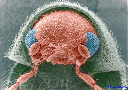 乾燥した食料を食う虫 タバコシバンムシ 煙草死番虫 カラパイア 乾燥した食料を食う虫 タバコシバンムシ 煙草死番虫 カラパイア