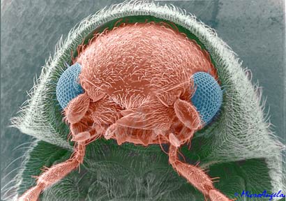 乾燥した食料を食う虫 タバコシバンムシ 煙草死番虫 カラパイア