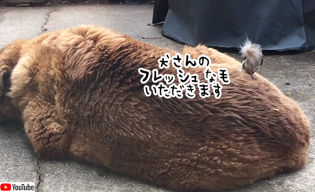 なぜ鳥は、危険を冒してまで生きている動物から直接毛を引き抜いて巣作りをするのか？