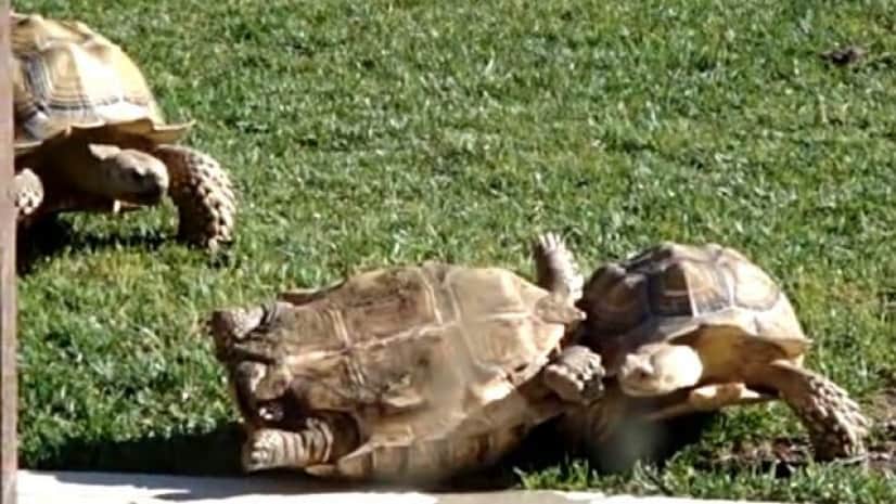 うわ 大丈夫か 今助けるぞ ひっくり返った仲間を助けるリクガメ カラパイア