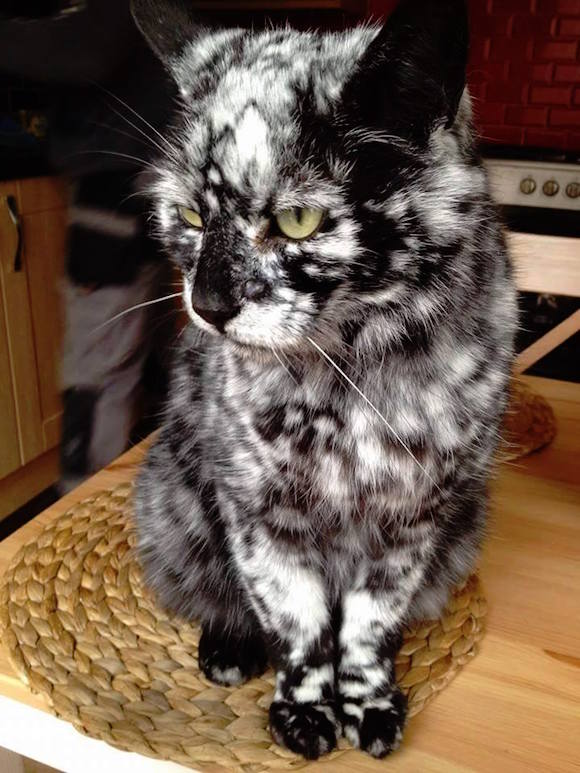 コラ疑惑すら浮上したレア柄の猫 白と黒が細かく入り混じったマーブル模様がすごくかっこいいぞ カラパイア