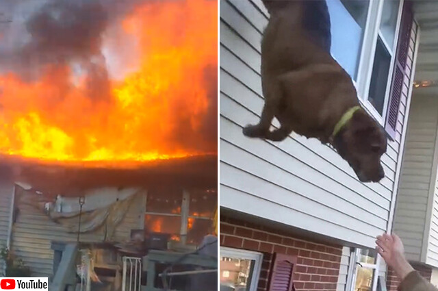 チャーリー、飛ぶんだ！人間の呼びかけで火災現場から決死のジャンプ、無事救助された犬