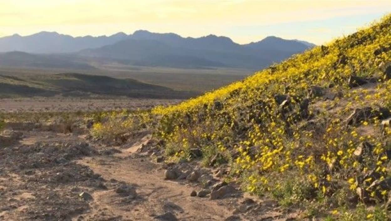 砂漠に花が咲くとき スーパーブルーム現象で デスバレーに満開の花 アメリカ カラパイア