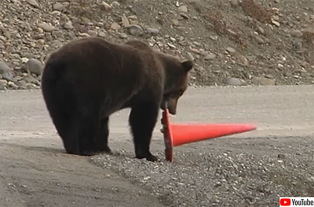 クマの真面目。倒れたコーンを正しい位置に戻すクマ