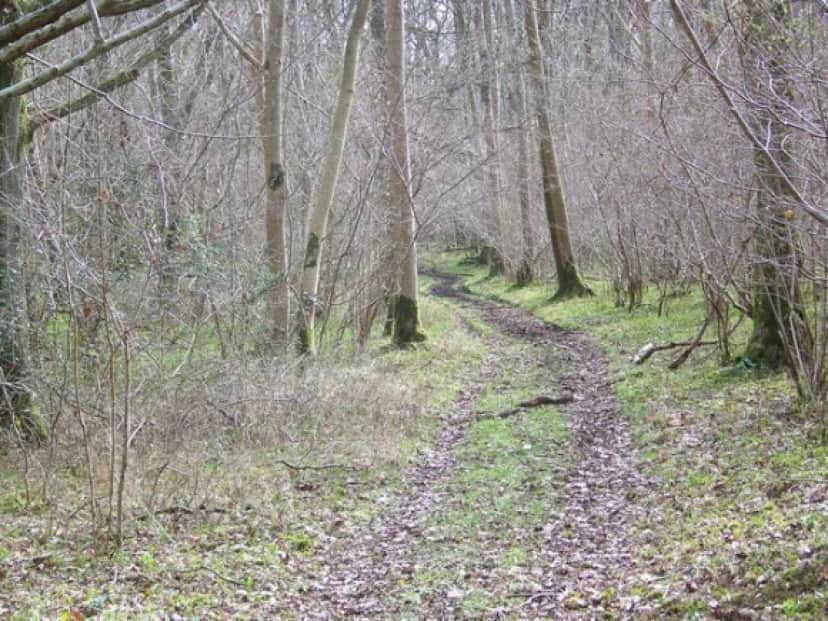 woods_e