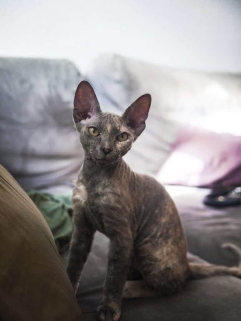 モフモフなしでも猫はかわいいのだ スフィンクス キャットの魅力を堪能しようの会 カラパイア モフモフなしでも猫はかわいいのだ スフィンクス キャットの魅力を堪能しようの会 カラパイア