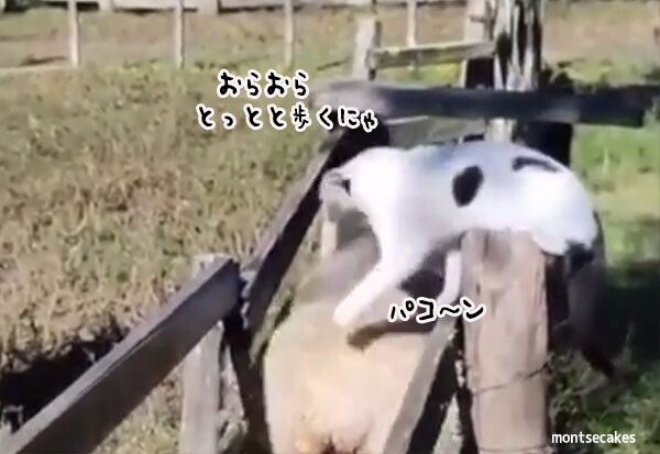 気合だ！気合だ！気合だ！羊たちにはっぱをかける牧羊猫