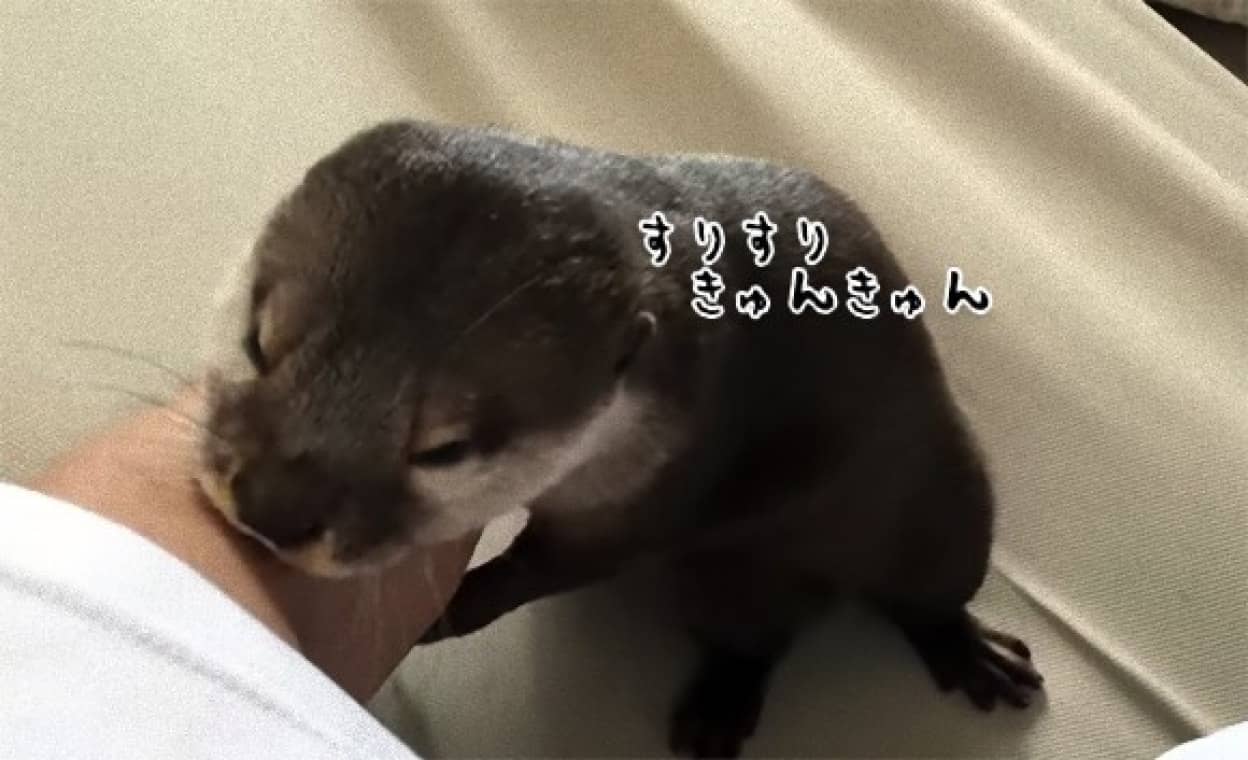あざとさの大渋滞 甘えてくるカワウソに悶絶不可避 カラパイア あざとさの大渋滞 甘えてくるカワウソに悶絶不可避 カラパイア