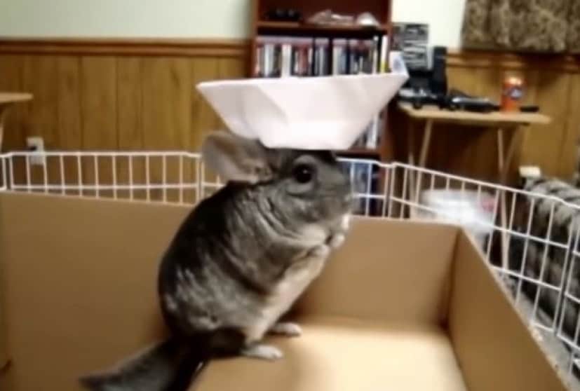 chinchilla2_e