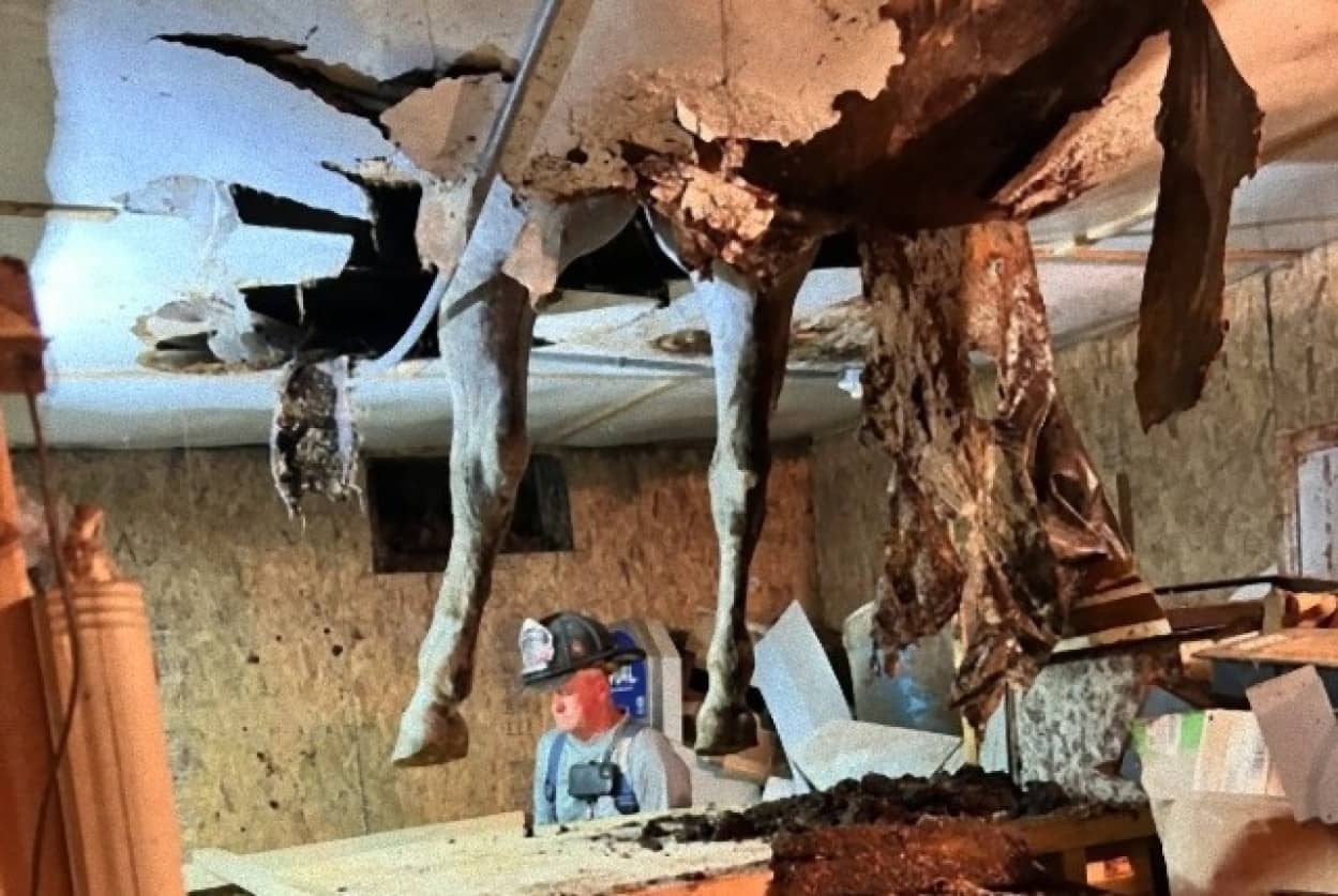 納屋の床が抜けて馬の足が突き抜けた