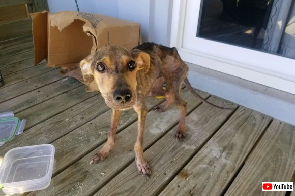 離島に取り残されていたのは 飢えてガリガリとなっていた１匹の犬 ここから始まる犬と男性の物語 カラパイア