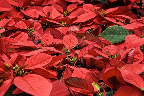 クリスマスでお馴染みの赤い植物 ポインセチア には本当に毒があるのか それはどの程度なのか カラパイア
