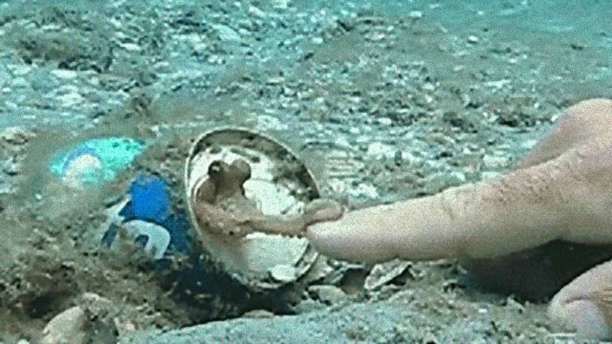これほど可愛い触手を想像したことがあるだろうか 赤ちゃんタコとダイバーがetの指to指コンタクト カラパイア これほど可愛い触手を想像したことがあるだろうか 赤ちゃんタコとダイバーがetの指to指コンタクト カラパイア