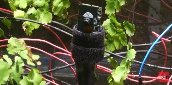 plant5_e