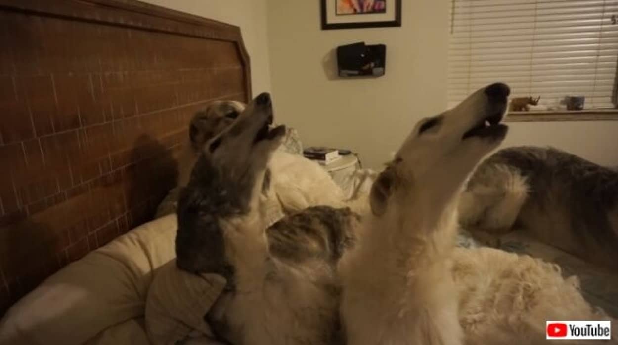 音量注意 ボクが一番 いや私の声を聞いて 4匹のボルゾイたちによる大合唱をお楽しみください カラパイア