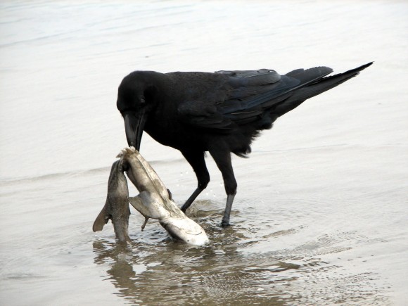 カラスは別格 カラスの脳は鳥頭ではない その知能の高さは平行進化にあり ドイツ研究 カラパイア