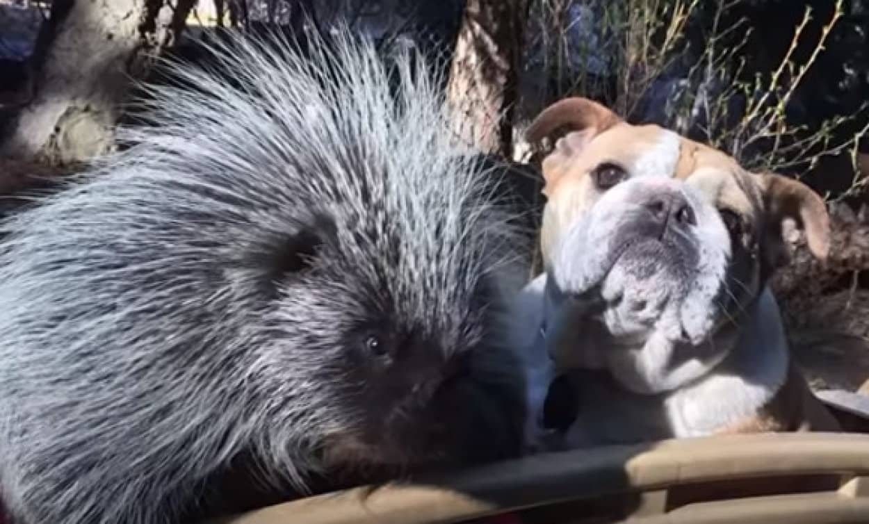 ジレンマとか感じないよ だって自分犬やし 犬と共に暮らし犬化が進んだヤマアラシ カラパイア ジレンマとか感じないよ だって自分犬やし 犬と共に暮らし犬化が進んだヤマアラシ カラパイア