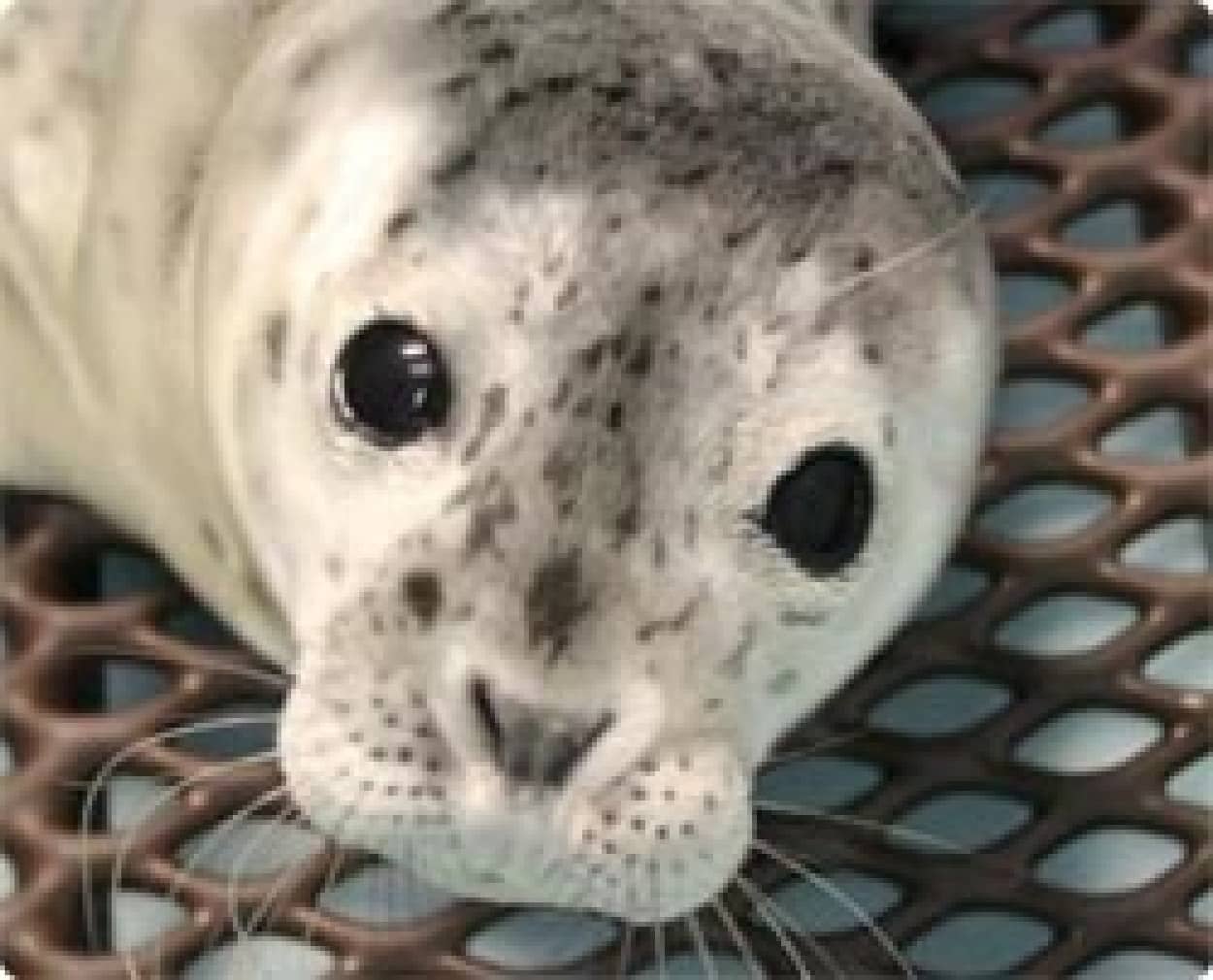 ママを訪ねて三千里 大嵐でママとはぐれたゴマフアザラシの赤ちゃん カラパイア ママを訪ねて三千里 大嵐でママとはぐれたゴマフアザラシの赤ちゃん カラパイア