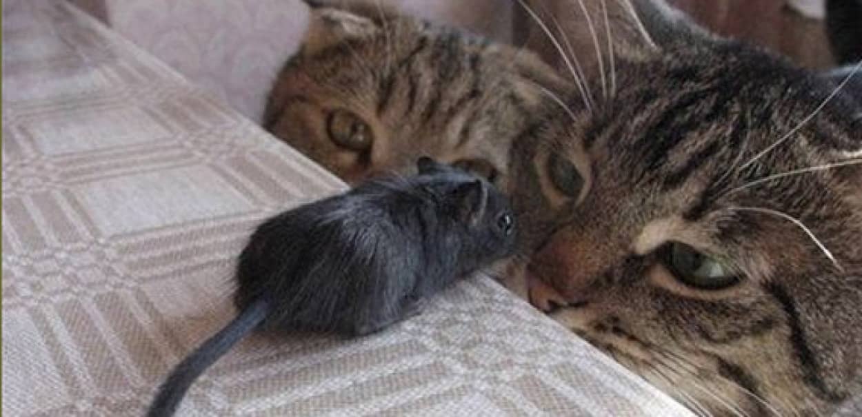 猫