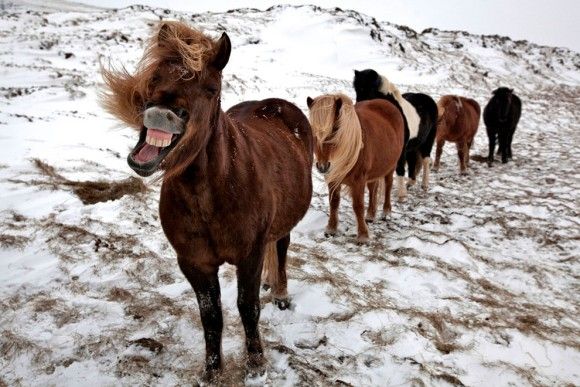 アイスランドに生息する美しく力強い野生の馬たちの写真 カラパイア