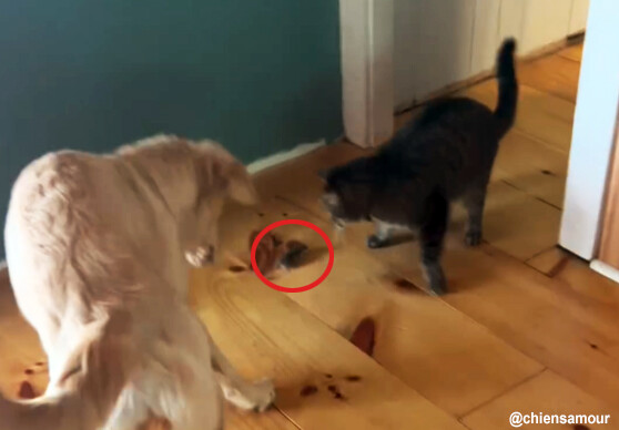 狩猟本能どこいった？ネズミを発見した猫と犬は平和主義者だった