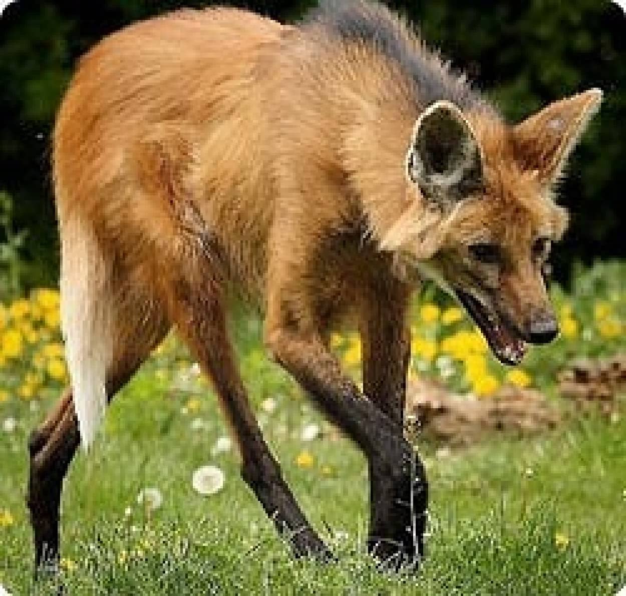 タテガミを持つオオカミ タテガミオオカミ Maned Wolf カラパイア