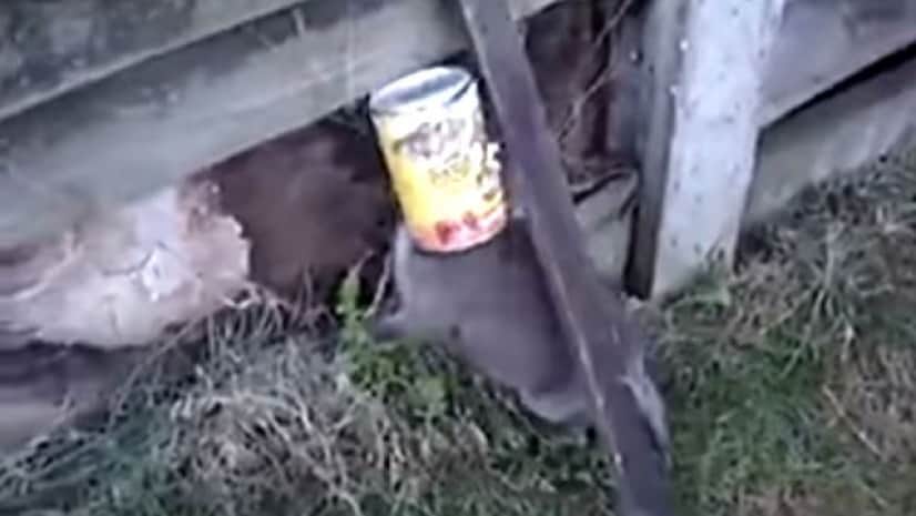 cannedfox1