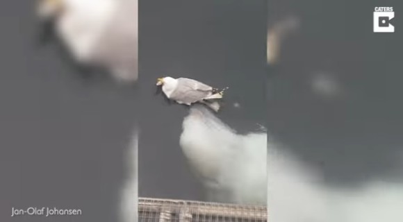 beluga3_e