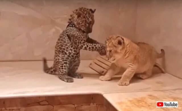 大きな子猫 いややっぱり小さなビッグキャットなのか ライオンとジャガーの子供たちがいちゃこら戯れる光景 カラパイア 大きな子猫 いややっぱり小さなビッグキャットなのか ライオンとジャガーの子供たちがいちゃこら戯れる光景 カラパイア