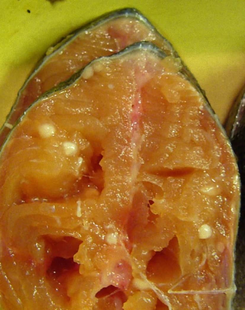 サケの身の中にいるHenneguya salminicola