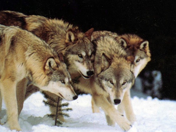 日本にはもういない オオカミの群れ社会 ウルフパック に関する興味深い事実 カラパイア