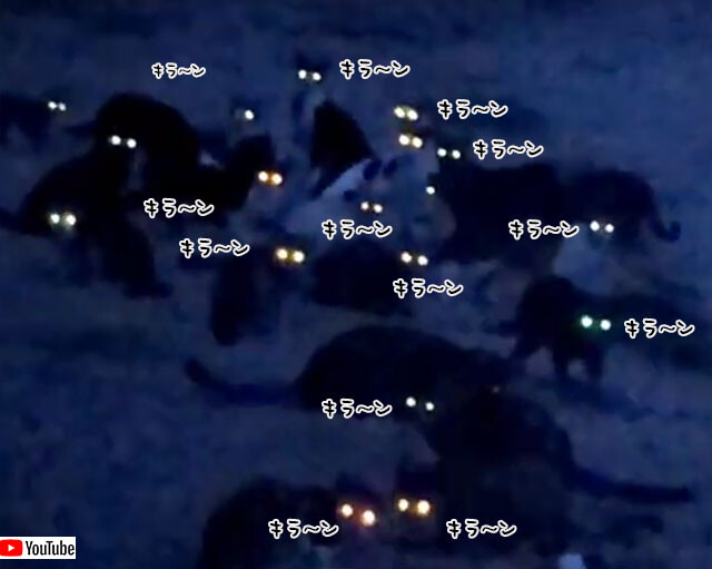 キラ ン 暗闇で一斉に光る猫の群れの目 カラパイア