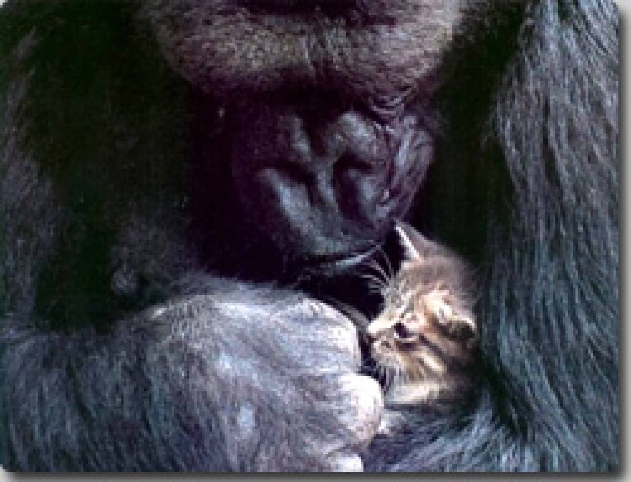 koko