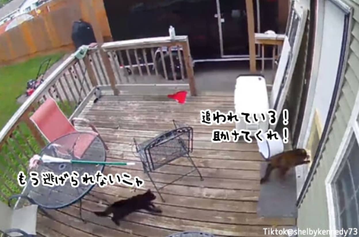 一緒に暮らす猫のピンチを救った犬