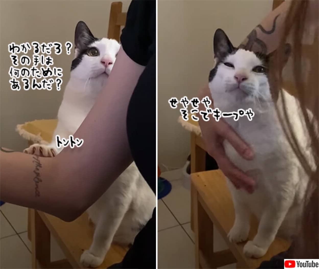 猫のツンデレ度