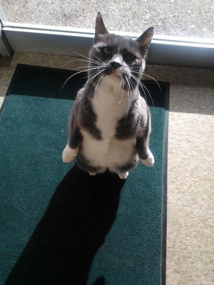 standing-cats6_e